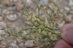 Eriogonum nidularium
