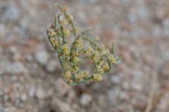 Eriogonum nidularium