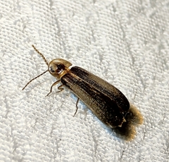 Phausis reticulata