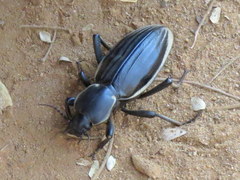 Chiliarchum bertolonii