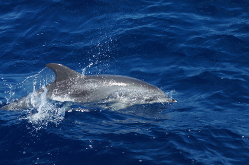 Atlantic Spotted Dolphin
