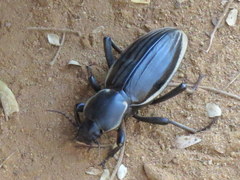 Chiliarchum bertolonii