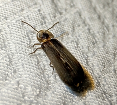 Phausis reticulata