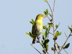 Ploceus intermedius cabanisii