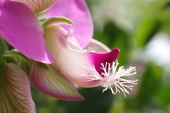 Polygala