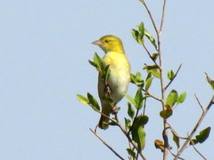 Ploceus intermedius cabanisii