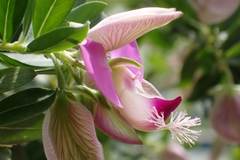 Polygala