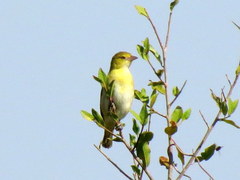 Ploceus intermedius cabanisii