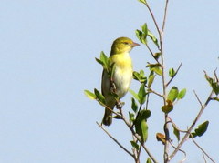 Ploceus intermedius cabanisii