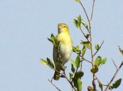 Ploceus intermedius cabanisii