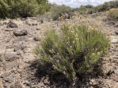 Chrysothamnus greenei