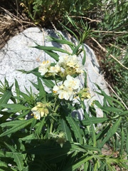Oreocarya flavoculata