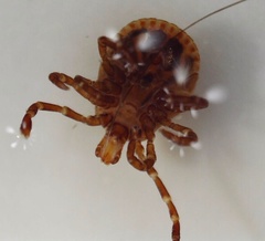 Amblyomma americanum