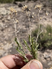Chrysothamnus greenei