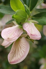 Polygala