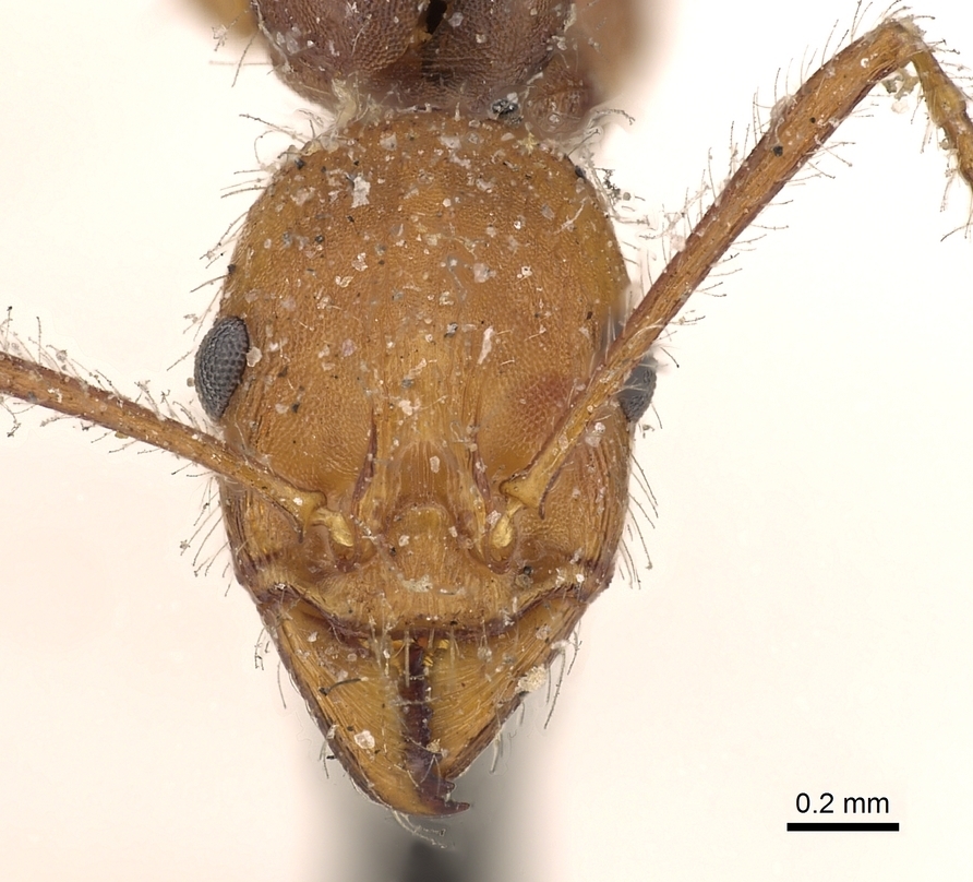 Aphaenogaster sardoa