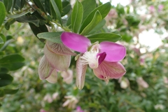 Polygala