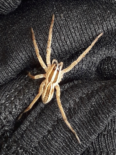 Rabid wolf spider