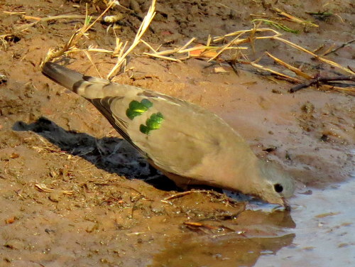 Emerald-spotted Wood-Dove