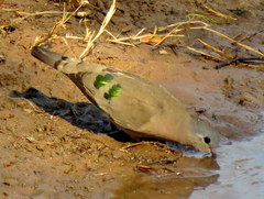 Emerald-Spotted Wood Dove photo 3