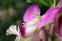 Polygala