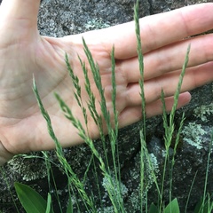 Festuca ovina