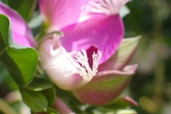 Polygala