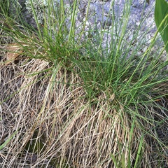 Festuca ovina