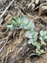 Streptanthus barbatus