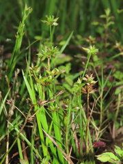 Juncus prismatocarpus leschenaultii