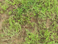 Juncus prismatocarpus leschenaultii