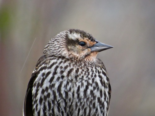 Red-winged Blackbird, photo 9 of 9