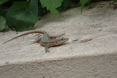 Podarcis virescens