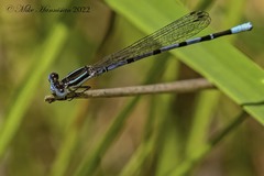 Argia bipunctulata