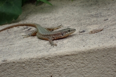Podarcis virescens