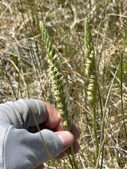 Spiranthes infernalis