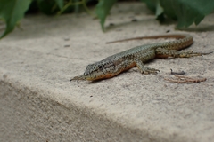 Podarcis virescens