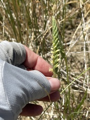 Spiranthes infernalis