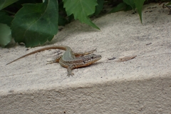 Podarcis virescens
