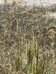 Spiranthes infernalis