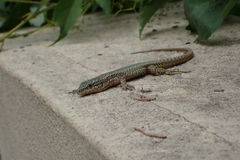 Podarcis virescens