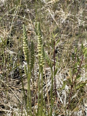 Spiranthes infernalis