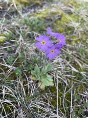 Primula scandinavica