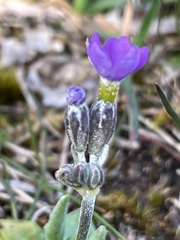 Primula scandinavica