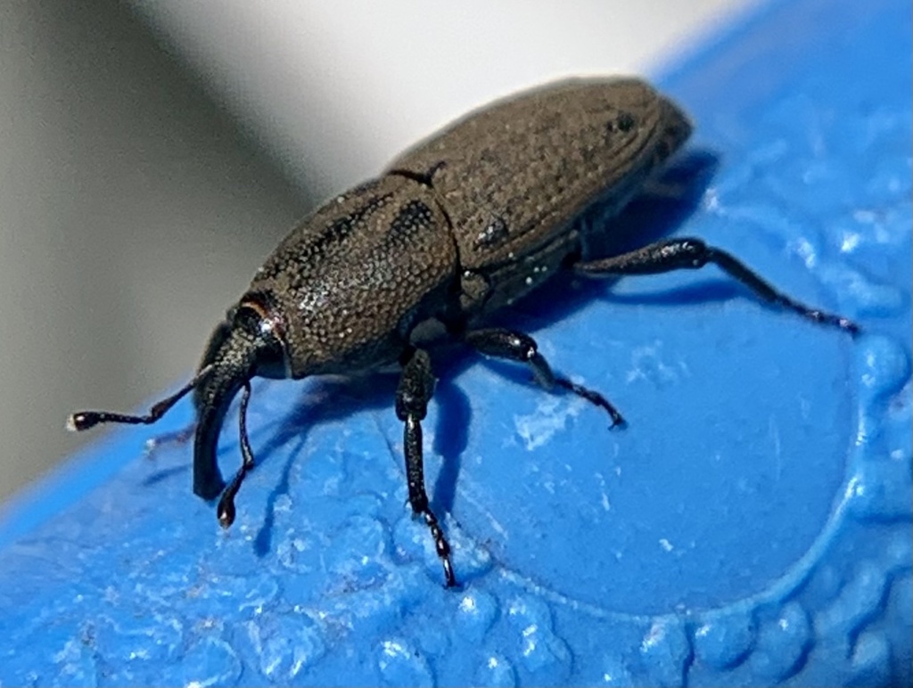 Bluegrass Billbug Weevil from Goodhue Rd, Derry, NH, US on May 30, 2022 ...