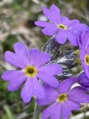 Primula scandinavica