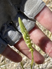 Spiranthes infernalis