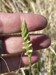Spiranthes infernalis