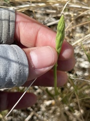 Spiranthes infernalis