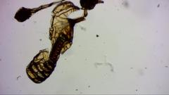 Polypodium interjectum